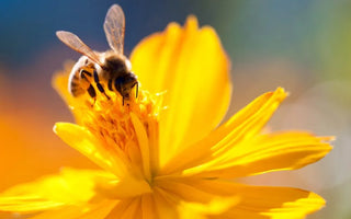 Five Ways to Maximize the Production of your Honey Farms