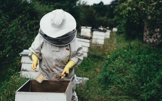 How to Treat Honey Queens?