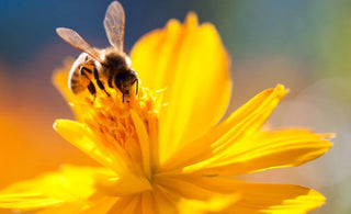 Five Ways to Maximize the Production of your Honey Farms