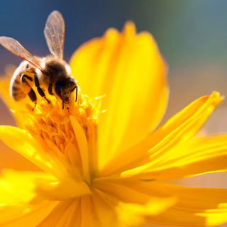 Five Ways to Maximize the Production of your Honey Farms